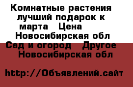 Комнатные растения - лучший подарок к 8 марта › Цена ­ 150 - Новосибирская обл. Сад и огород » Другое   . Новосибирская обл.